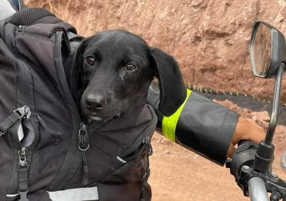 Esta es la mascota a la que le buscan un hogar. Esta es la mascota a la que le buscan un hogar.