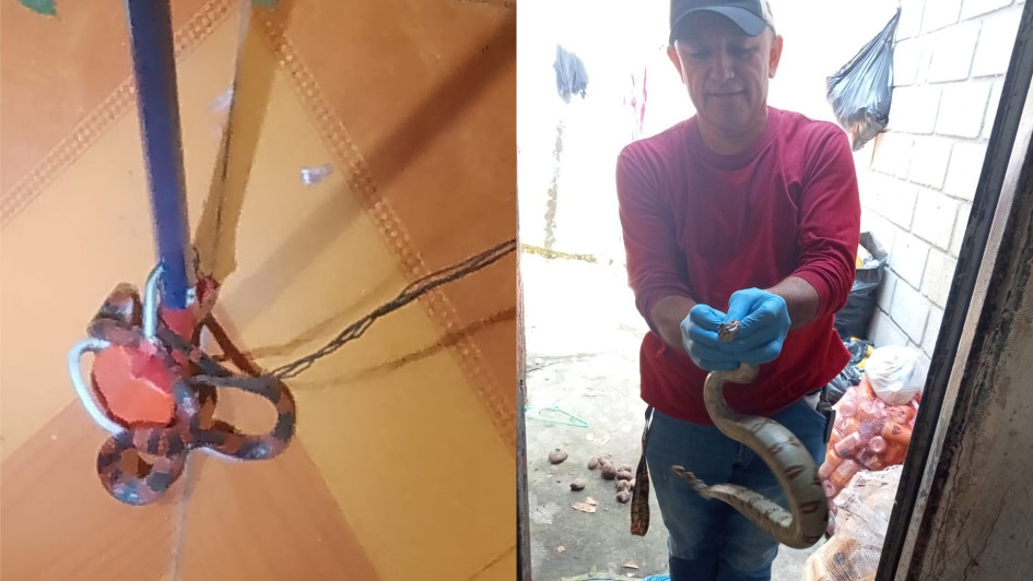 En Supía (izquierda) encontraron una coral. En Victoria fue una boa constrictor. En Supía (izquierda) encontraron una coral. En Victoria fue una boa constrictor.