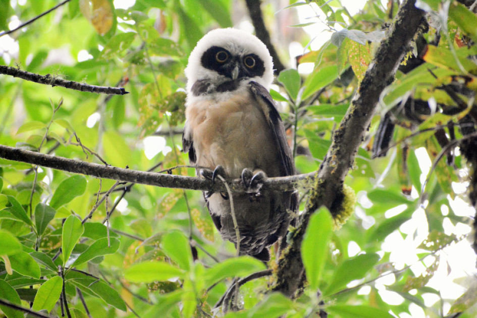 Funcionarios de Corpocaldas y de la Policía de Carabineros participaron en el rescate y liberación.
