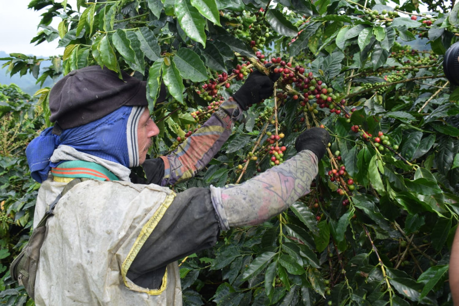 Producción de café Producción de café