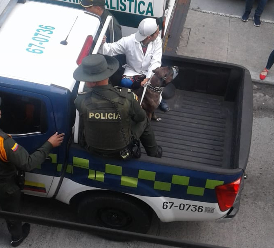 El futuro del pitbull llamado Aquiles es incierto. El futuro del pitbull llamado Aquiles es incierto.