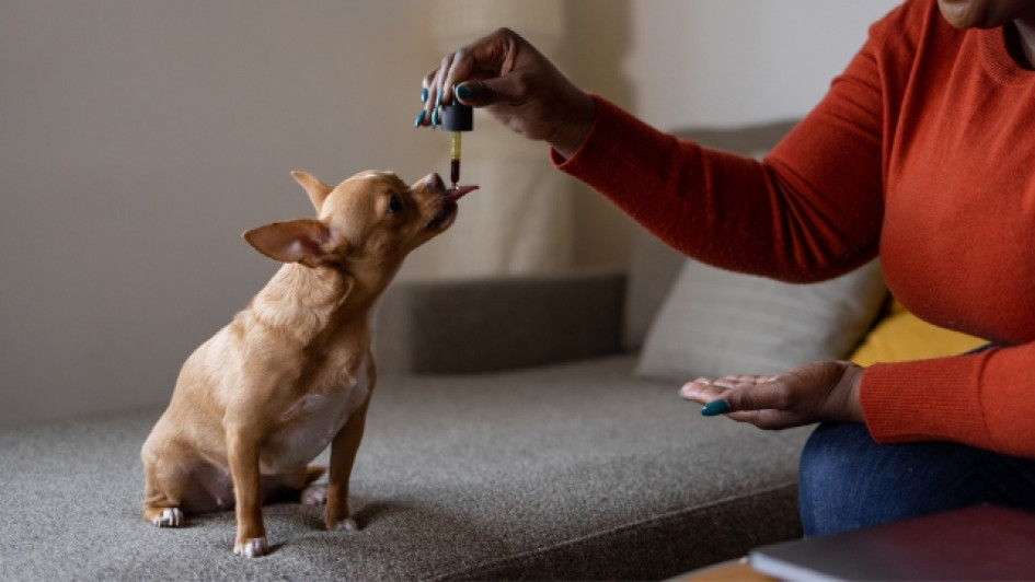 Cada-cuanto-se-desparasita-a-un-perro Persona dándole un suplemento a un perro con una pipeta.