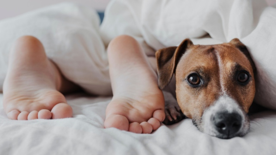 Es-malo-dormir-con-perros Pies de una persona y cabeza de un perro saliendo de las cobijas en una cama.