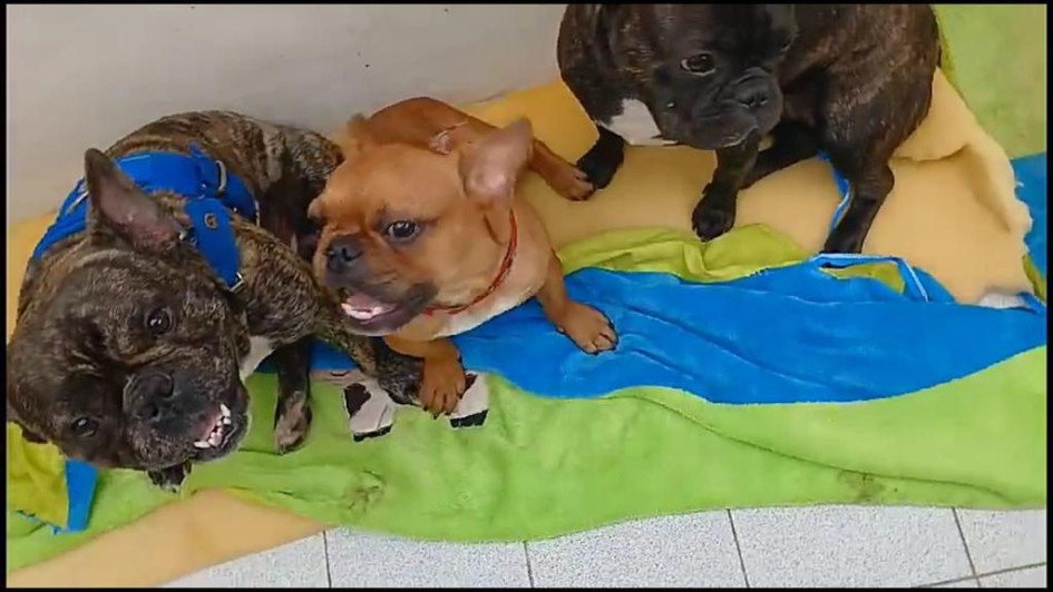 Los tres perros decomisados que aparentemente sufrían maltrato. Los tres perros decomisados que aparentemente sufrían maltrato.
