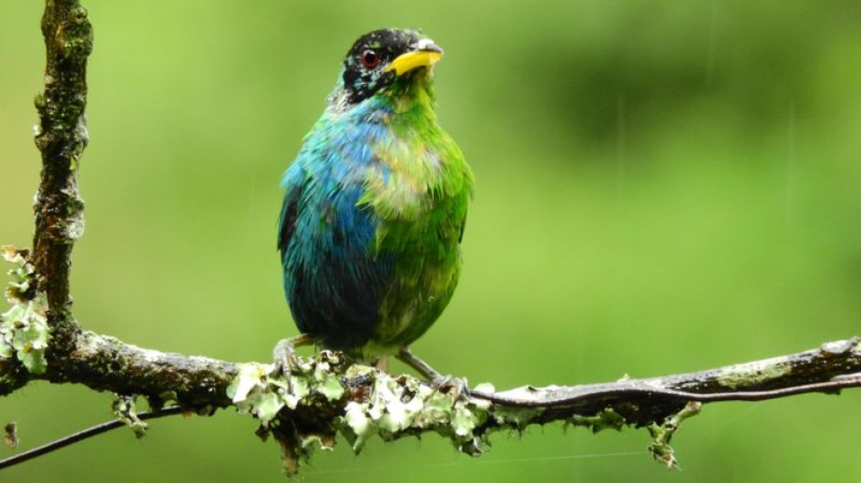 Mielero verde (Chlorophanes spiza) mitad macho y mitad hembra Mielero verde (Chlorophanes spiza) mitad macho y mitad hembra