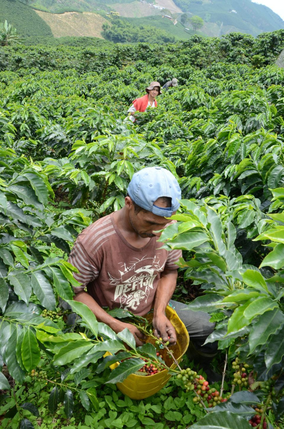 Producción de café