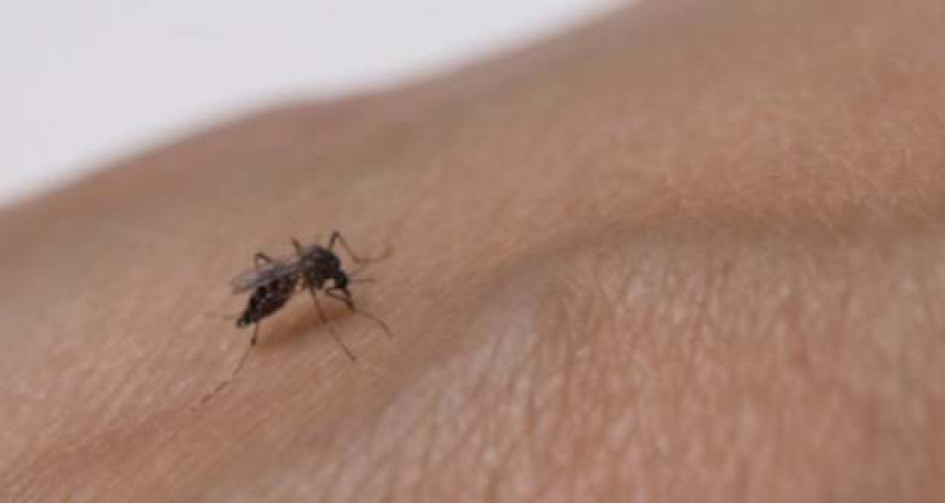 El dengue presenta síntomas como fiebre elevada, dolor de cabeza muy intenso, dolores musculares y articulares, náuseas, sarpullido, entre otros. El dengue presenta síntomas como fiebre elevada, dolor de cabeza muy intenso, dolores musculares y articulares, náuseas, sarpullido, entre otros.