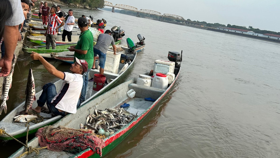 Llegó la primera subienda a La Dorada Llegó la primera subienda a La Dorada