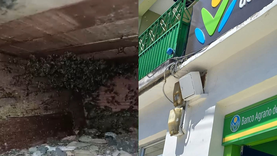 El problema sucede desde hace un año, pero en la actual temporada de calor se intensificó el riesgo por las abejas.