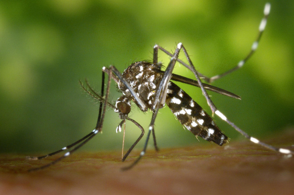 Al Aedes aegypti se le reconoce como el vector transmisor del dengue. La picadura de un mosquito infectado puede enfermar a la persona. Dengue