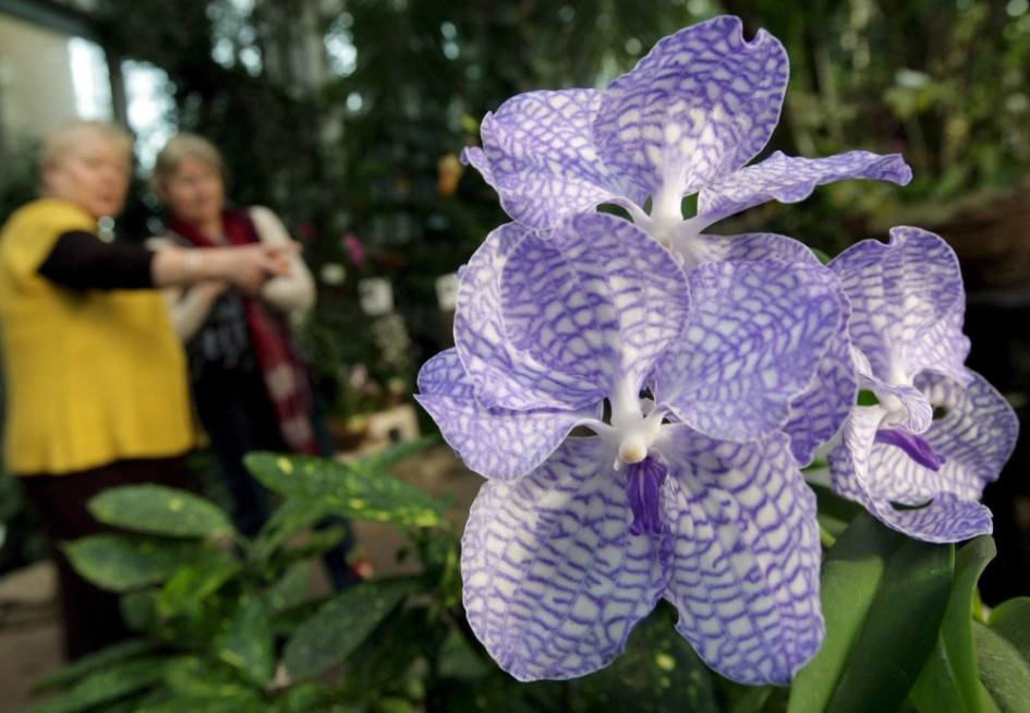 Prográmese y disfrute en familia de la Exposición de Orquídeas. Hoy se realizó el juzgamiento de las flores y a partir de mañana el evento tendrá acceso al público. Prográmese y disfrute en familia de la Exposición de Orquídeas. Hoy se realizó el juzgamiento de las flores y a partir de mañana el evento tendrá acceso al público.