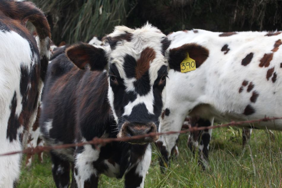 De acuerdo con los primeros reportes, la producción de leche ha tenido reducciones de hasta un 15%. De acuerdo con los primeros reportes, la producción de leche ha tenido reducciones de hasta un 15%.