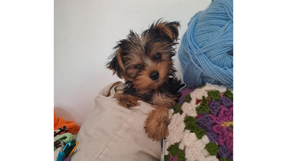 Coqui tenía tres meses. Sus dueños lo adquirieron un mes atrás. Coqui tenía tres meses. Sus dueños lo adquirieron un mes atrás.