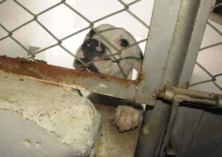 Perro pitbull que atacó a menor en Manizales