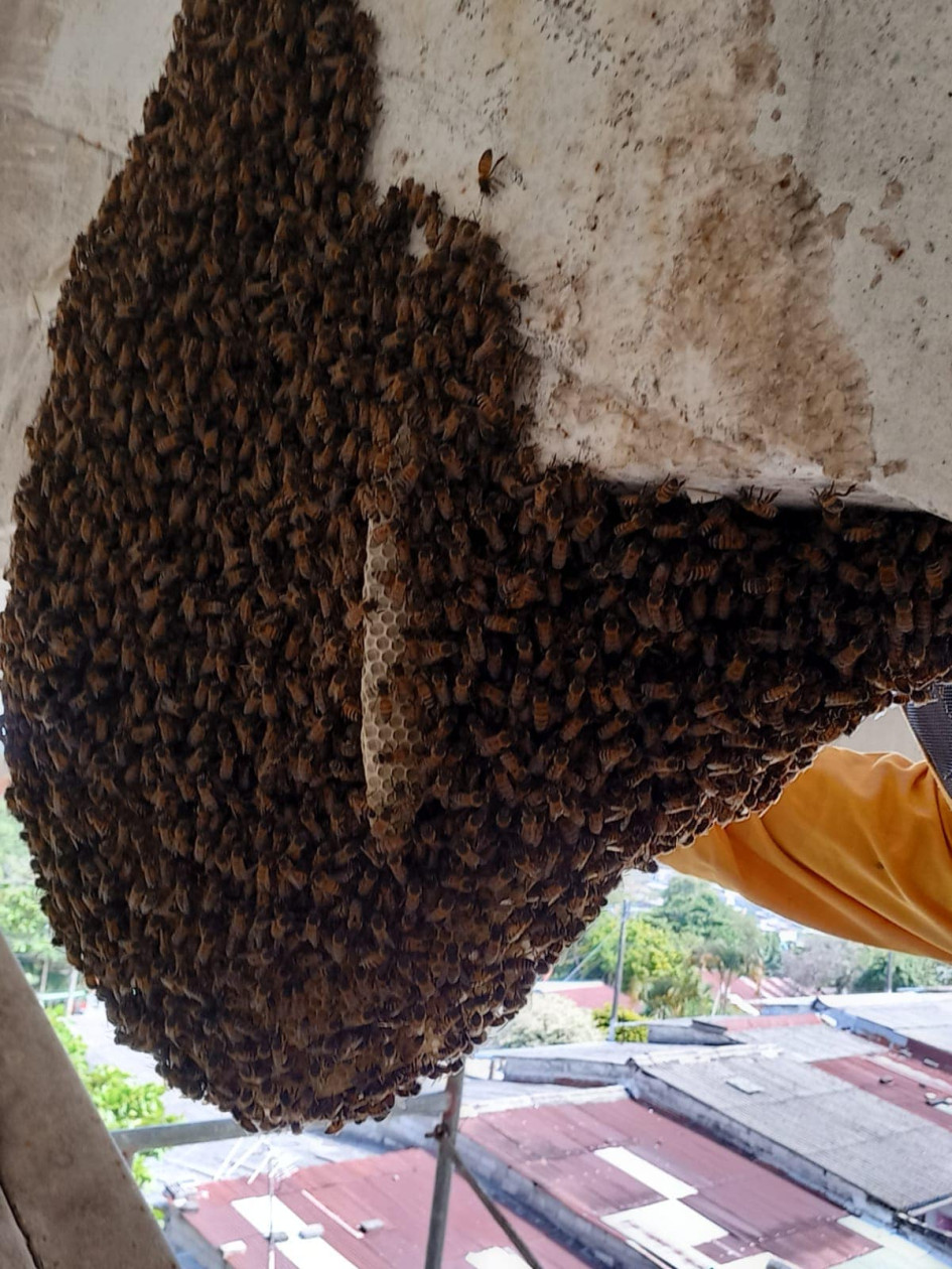 La colmena. Fotos de la Alcaldía.