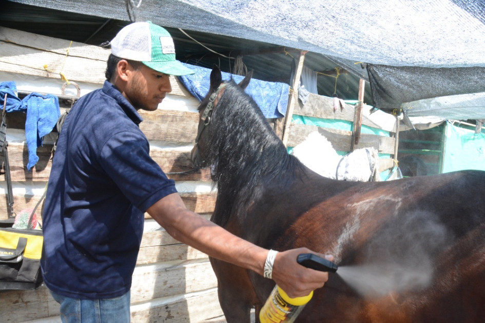 El palafrenero Bryan Jiménez cuidando el pelo de la yegua Dulce inesperada de la Marqueza de Tenjo (Cundinamarca). El palafrenero Bryan Jiménez cuidando el pelo de la yegua Dulce inesperada de la Marqueza de Tenjo (Cundinamarca).