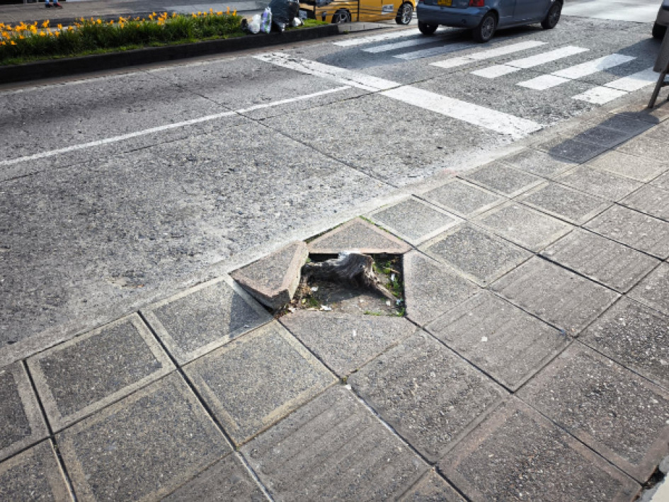 Foto | Cortesía | LA PATRIA Según el denunciante, la situación del árbol la padecen desde hace un año aproximadamente.