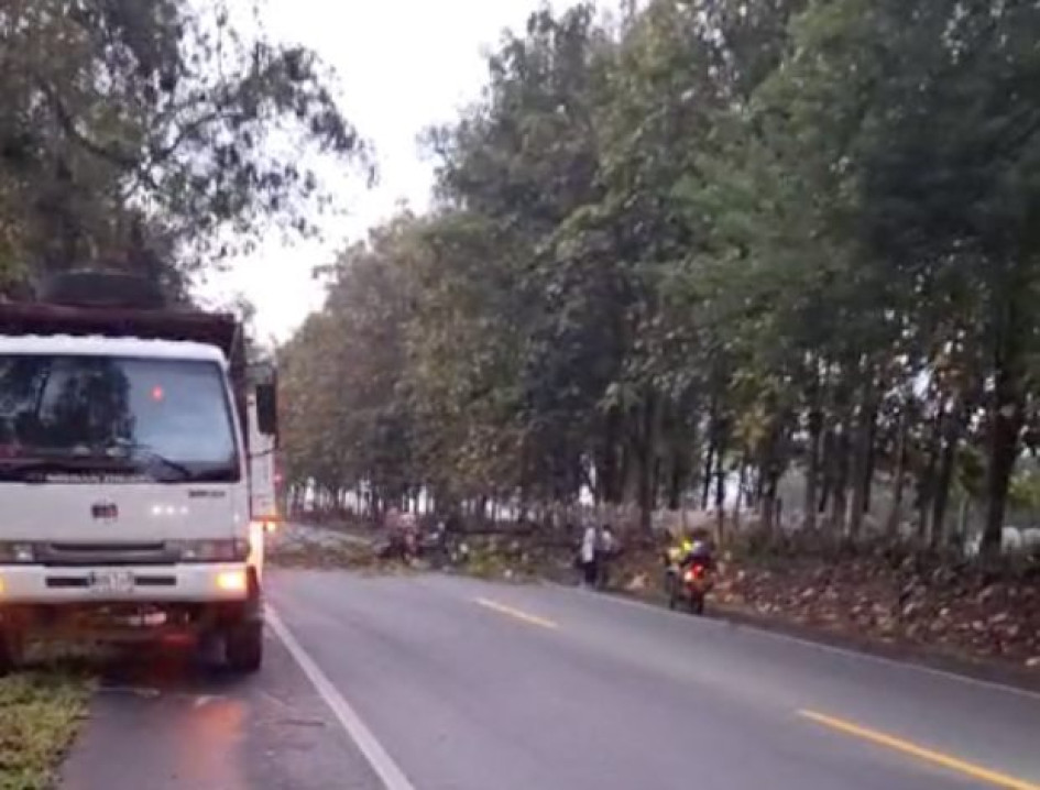 El sitio donde se cayó el árbol en la vía Manizales-Medellín, cerca del Kilómetro 41.