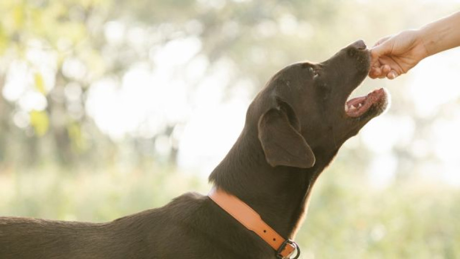 Los-perros-pueden-comer-pina Mano alimentando un perro café