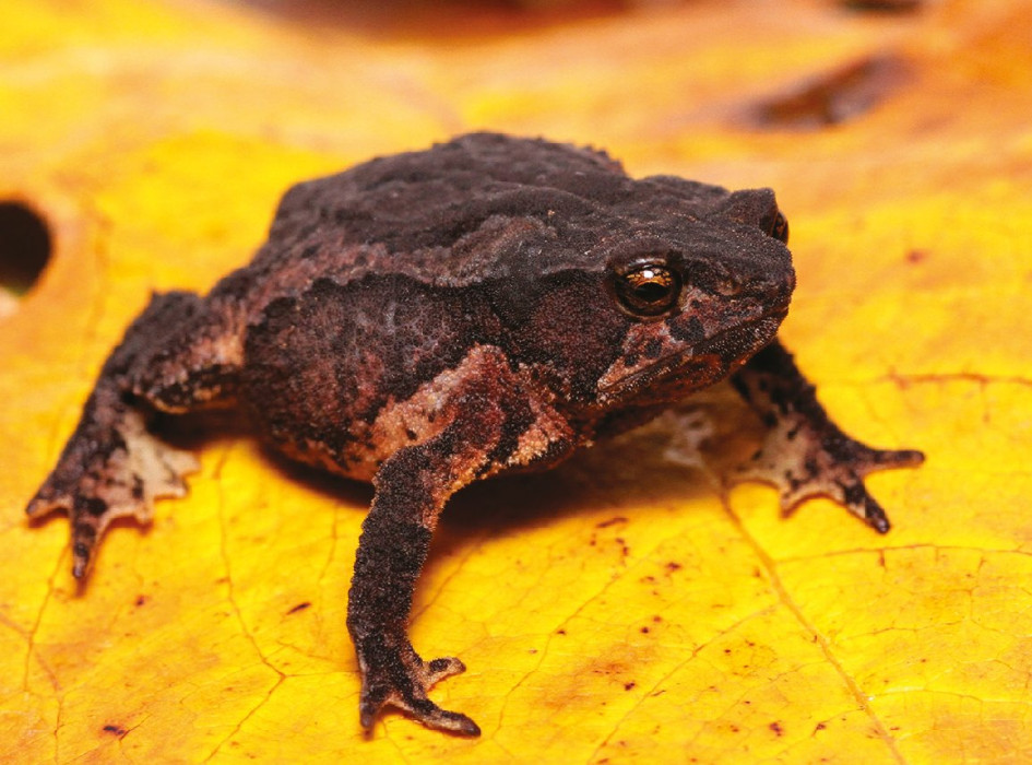 Sapo Rhinella kumanday Sapo Rhinella kumanday o su nombre común sapo picudo de Kumanday.
