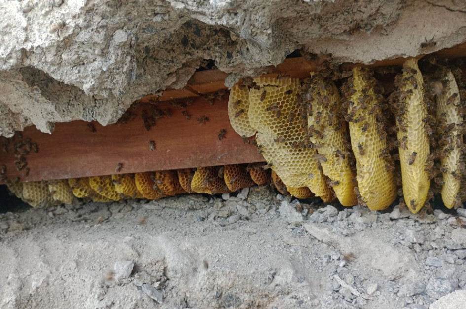 Las abejas picaron a 22 personas en una zona verde. Las abejas picaron a 22 personas en una zona verde.