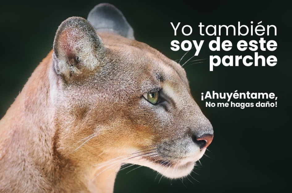 Con esta imagen Corpocaldas invitó a la comunidad de la vereda Montaño a tener en cuenta recomendaciones para ahuyentar al puma. 