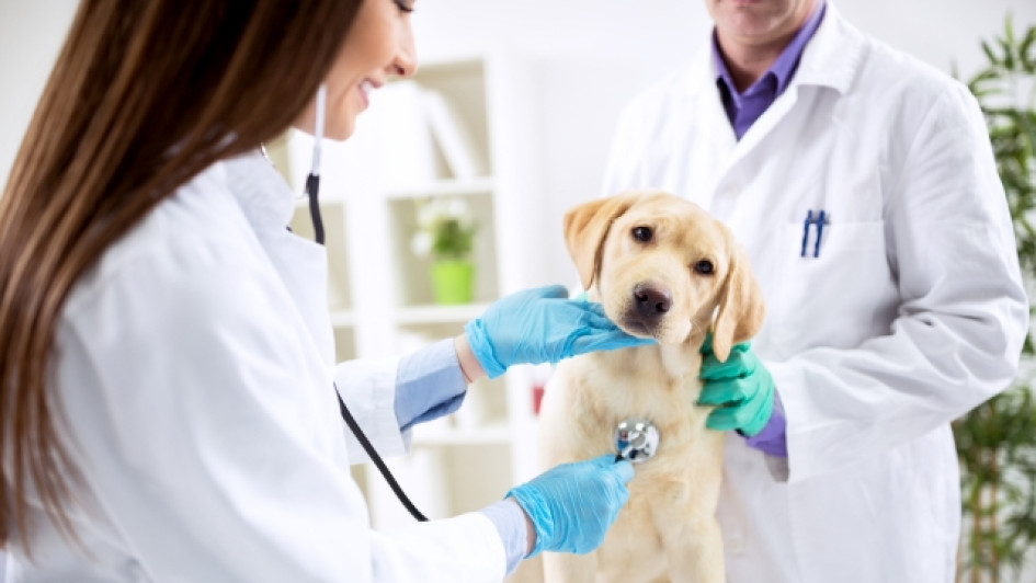 Cuanto-gana-un-veterinario-en-Colombia Dos veterinarios examinando un perro golden retriever.