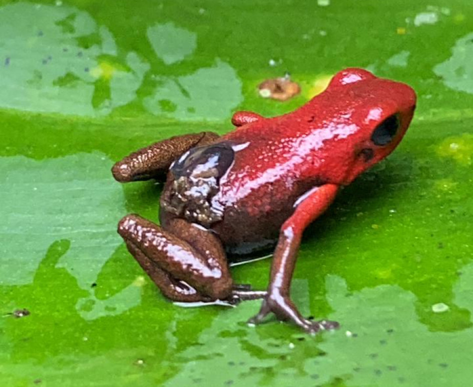 Rana venenosa andina (Andinobates opisthomelas). Rana venenosa andina (Andinobates opisthomelas).