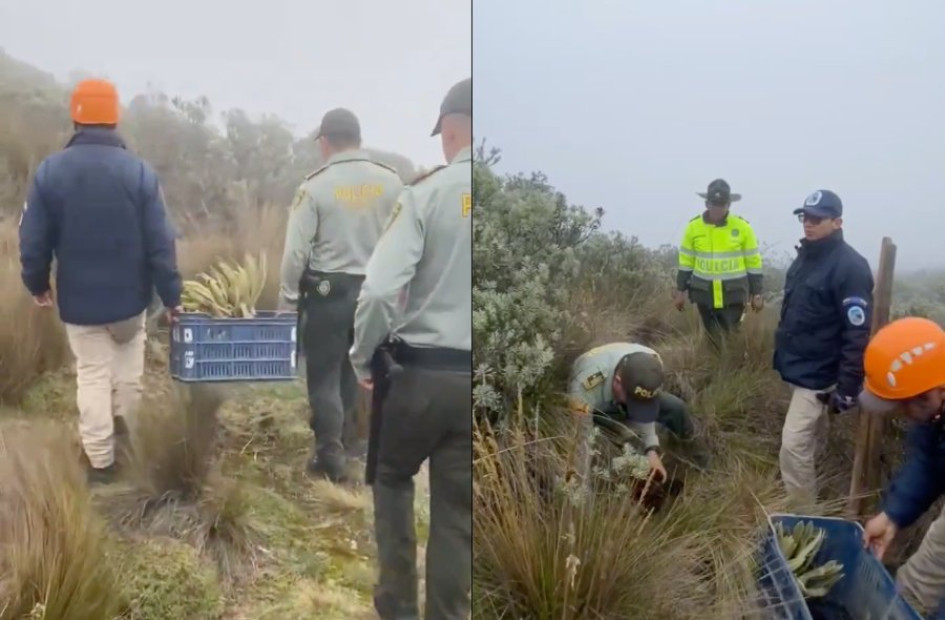 Siembra de frailejones Policía del Tolima y funcionarios de Parques Nacionales Naturales replantaron los cinco frailejones en la vía Manizales - Murillo.