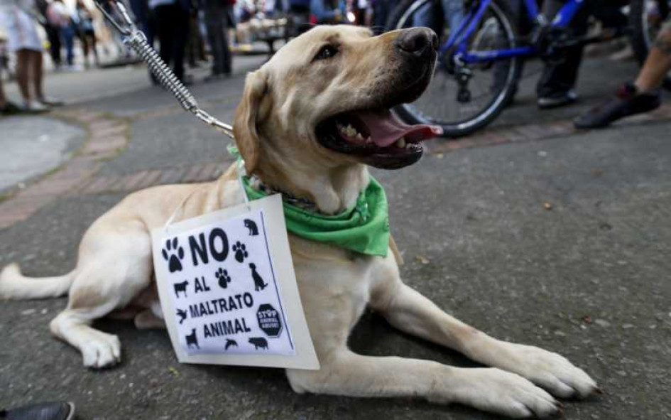 El maltrato animal es un delito excarcelable, pero por haberse hecho delante de menores de edad, la mujer podría pagar la pena en la cárcel de resultar culpable. El maltrato animal es un delito excarcelable, pero por haberse hecho delante de menores de edad, la mujer podría pagar la pena en la cárcel de resultar culpable.