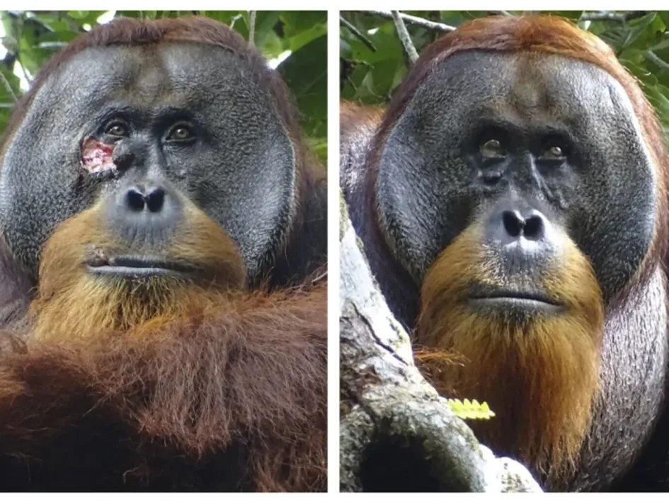 El orangután Rakus con una herida bajo el ojo y luego curado