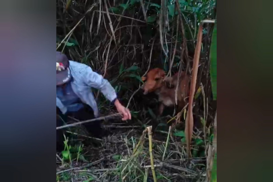 Momento del rescate de la vaca que cayó al río Chinchiná este viernes. Momento del rescate de la vaca que cayó al río Chinchiná este viernes.