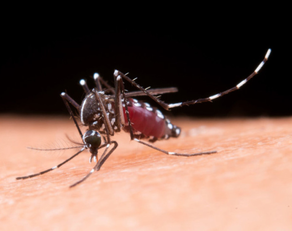 Este es el Aedes aegypti, vector que contagia el dengue. Este es el Aedes aegypti, vector que contagia el dengue.