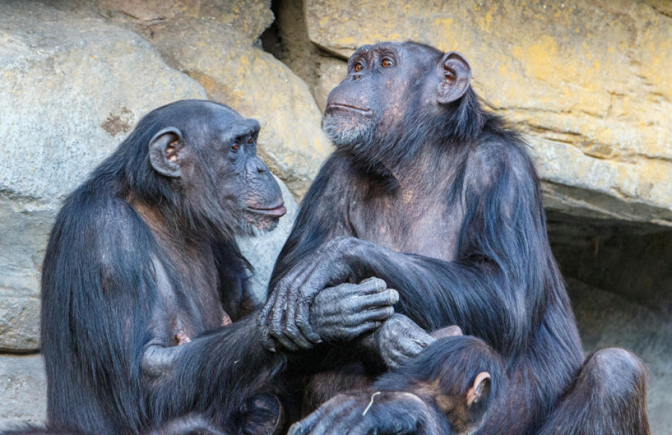 Humanos Chimpancés