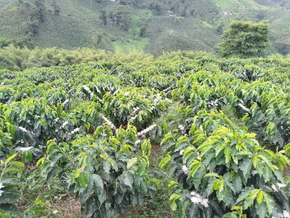 Durante el primer semestre de este año se vieron floraciones en los cultivos de café. En la imagen, la vereda Guayabal de Chinchiná (Caldas). Durante el primer semestre de este año se vieron floraciones en los cultivos de café. En la imagen, la vereda Guayabal de Chinchiná (Caldas).
