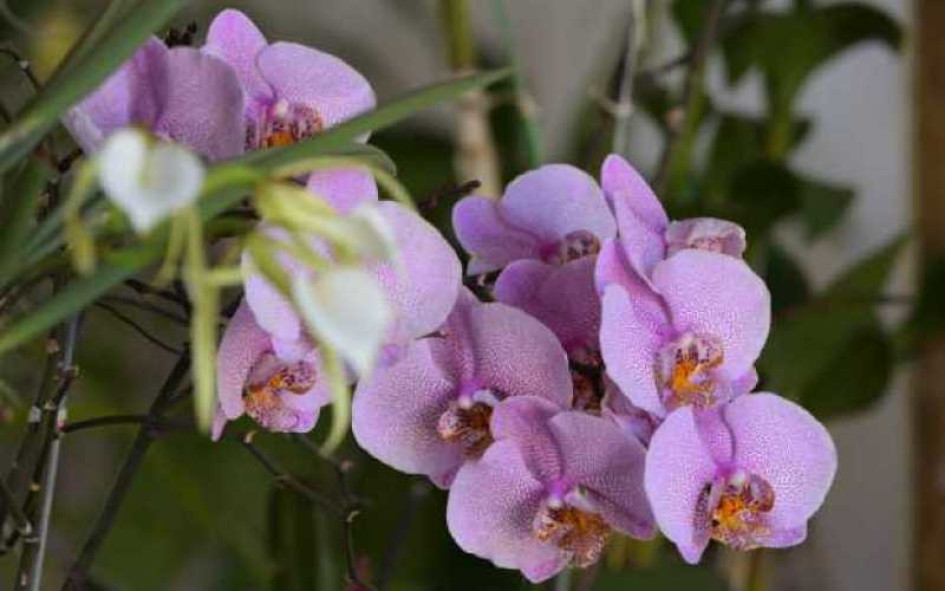 Orquídeas Medioambiente