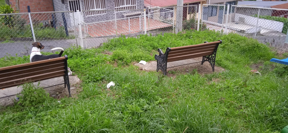 Según los denunciantes, vecinos regaron veneno en este sector para afectar a sus cuatro mascotas. Según los denunciantes, vecinos regaron veneno en este sector para afectar a sus cuatro mascotas.