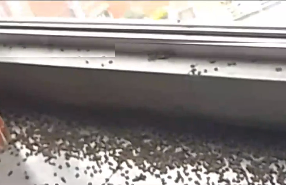Así se vieron los abejas en la estación Betania del cable aéreo en Manizales. Abejas cable aéreo
