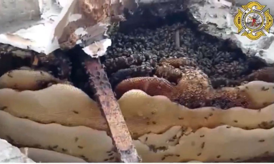 Un enjambre de abejas Un enjambre puede tener desde 5 mil hasta 50 mil abejas.
