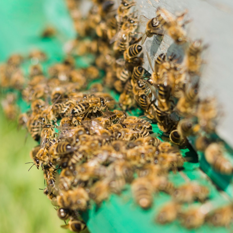 enjambre de abejas enjambre de abejas