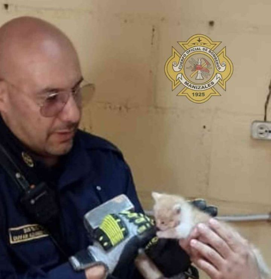 Rescataron a un gato atrapado entre dos paredes Rescataron a un gato atrapado entre dos paredes