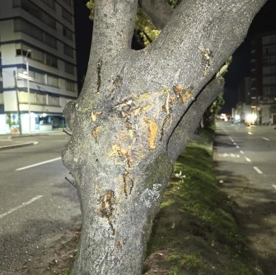Un árbol ubicado en el separador ha sido testigo de las tres muertes en moto que se han registrado desde el 2022 en El Triángulo. Un árbol ubicado en el separador ha sido testigo de las tres muertes en moto que se han registrado desde el 2022 en El Triángulo.