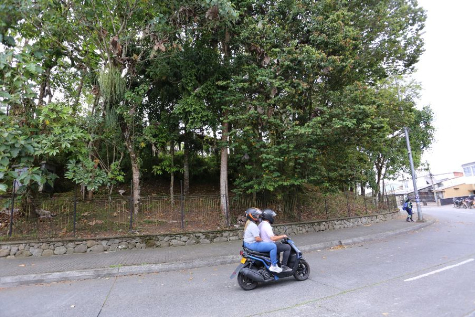 Este es el estado actual de los árboles en el Monumento a los Colonizadores. Este es el estado actual de los árboles en el Monumento a los Colonizadores.