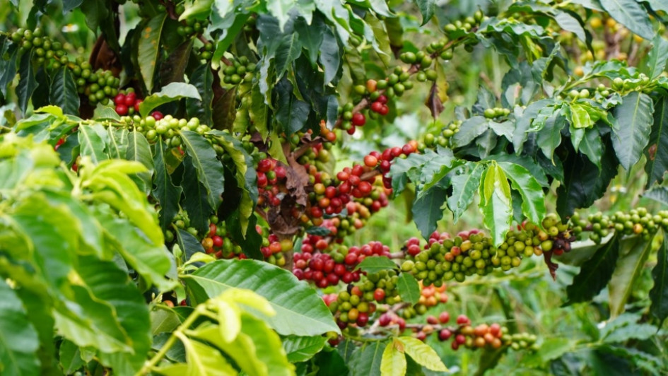 café café
