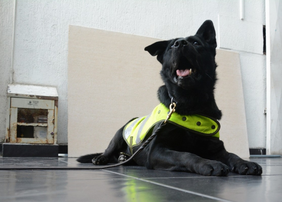 A Logam lo rechazaban en sus inicios por su oreja caída, contó su exguía.