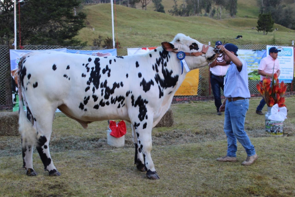 San Félix disfrutará de la tercera exposición de ganado normando. San Félix disfrutará de la tercera exposición de ganado normando.