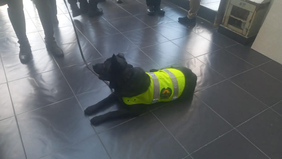 Logam, el perro que se jubiló este viernes de la Policía Metropolitana de Manizales y Villamaría. Logam