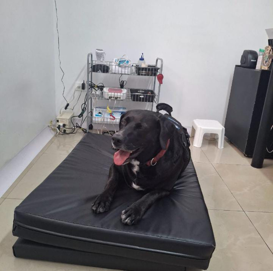 Negro, el perro adoptado por uniformados de la estación de Policía de La Linda, en Manizales. Negro