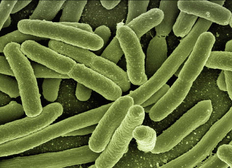 Bacterias Salud