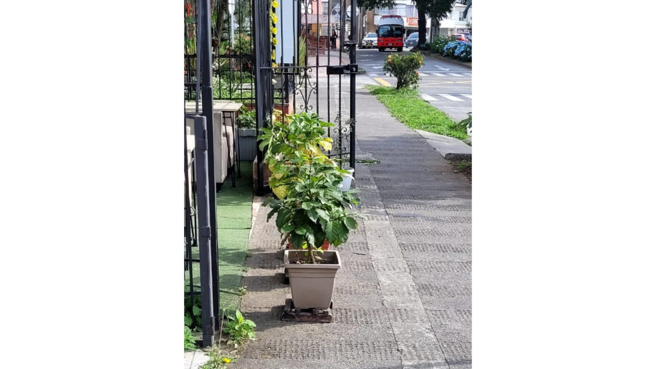 Estas son las plantas que tenían ubicadas en la entrada del establecimiento y que generaban dificultades entre los habitantes del sector. Estas son las plantas que tenían ubicadas en la entrada del establecimiento y que generaban dificultades entre los habitantes del sector.